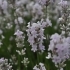 Lavandula angustifolia 'Melissa' -- Lavendel